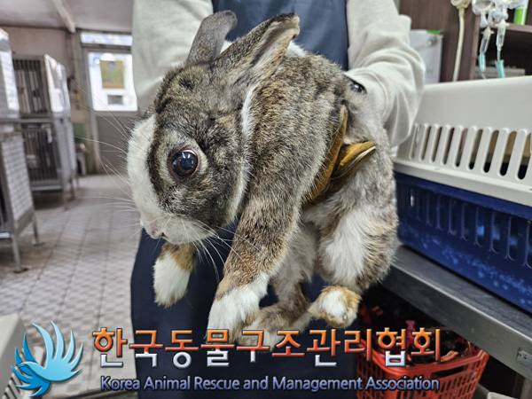 한국동물구조관리협회_441406202402244